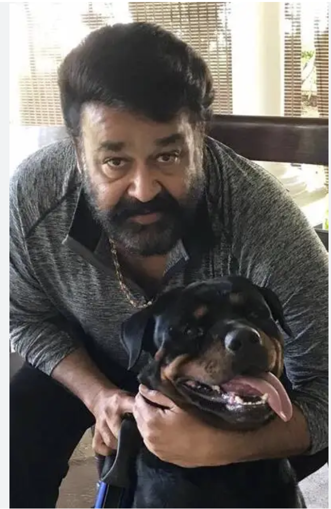 Celebrities Own Rottweiler Dogs,Leonardo DiCaprio,sylvester stallone,Will Smith,Mohan Lal,Tulisa Contostavlos,Robbie Williams,Brody Jenner,Miley Cyrus,Bruno Mars,Stephen Marley